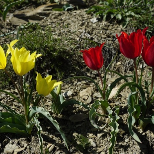 Tulipa sosnowski & florenskyi